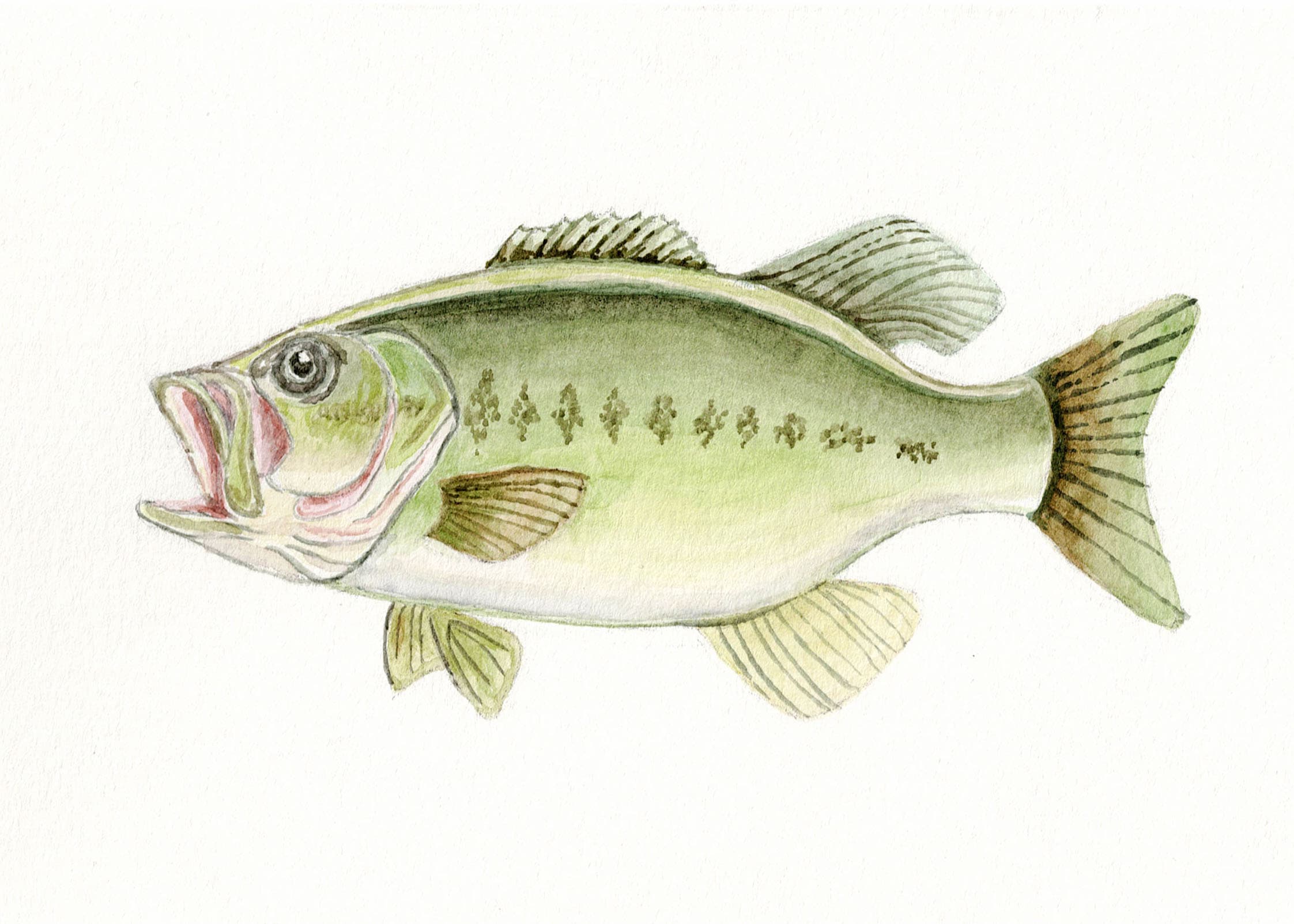Bass — fish watercolor study