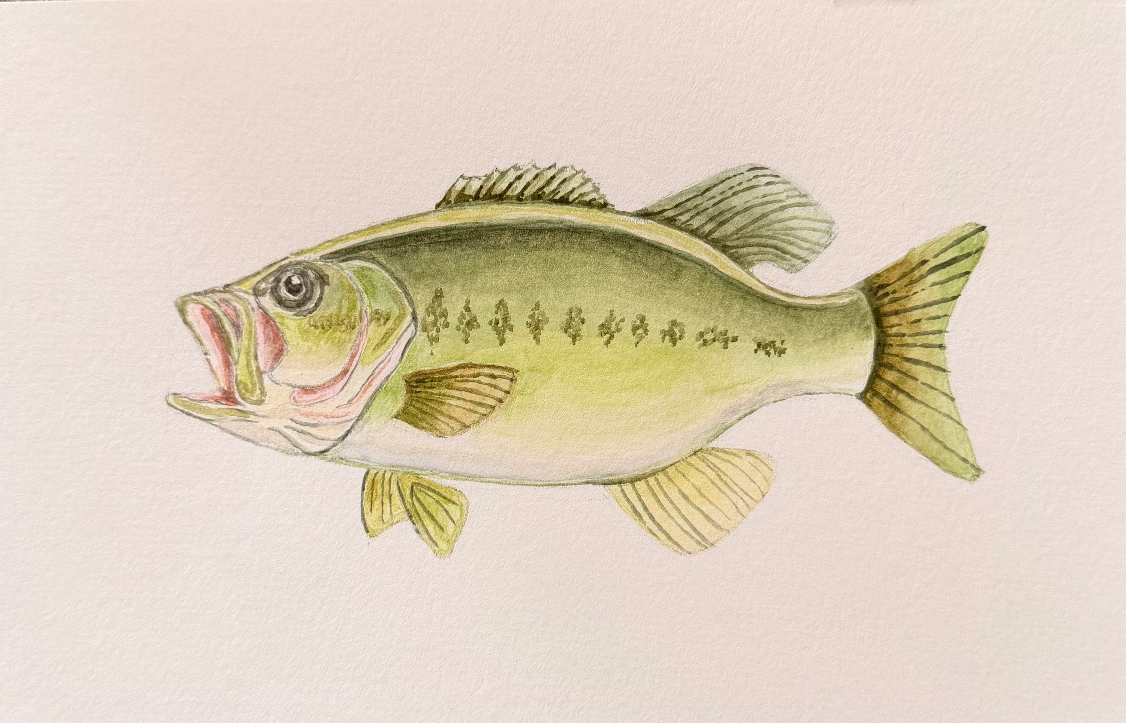 Bass — fish watercolor study